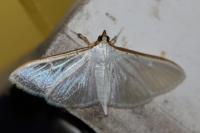 Palpita vitrealis