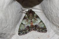 Polyphaenis sericata