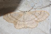 Idaea aversata
