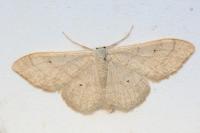Idaea straminata