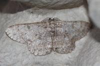 Hypomecis punctinalis
