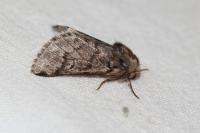 Thaumetopoea pityocampa
