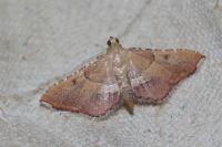 Endotricha flammealis