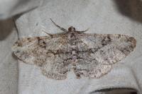 Peribatodes rhomboidaria rhomboidaria