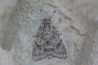 Acronicta aceris