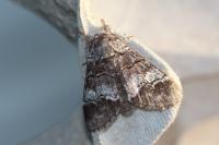 Drymonia querna