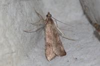 Nomophila noctuella