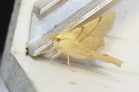 Ennomos erosaria