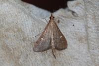 Dolicharthria punctalis