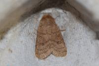 Hoplodrina octogenaria/blanda