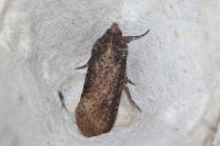 Peridroma saucia