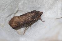 Peridroma saucia