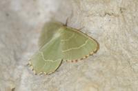 Thalera fimbrialis