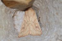 Mythimna vitellina