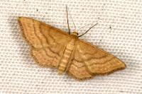 Idaea ochrata