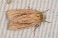 Mythimna straminea