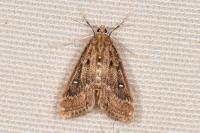 Parapoynx stratiotata