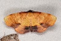 Plagodis dolabraria