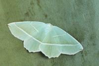 Campaea margaritaria