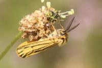 Spiris striata
