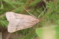 Synaphe punctalis