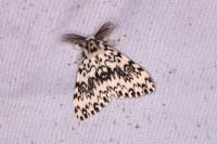 Lymantria monacha