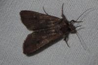 Peridroma saucia