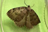 Triphosa dubitata