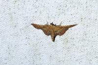 Endotricha flammealis