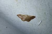 Idaea aversata