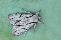 Acronicta psi