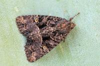Mesapamea secalis