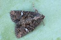 Mesapamea secalis