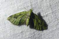 Chloroclystis v-ata