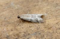 Ephestia