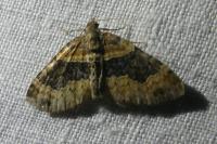 Xanthorhoe ferrugata