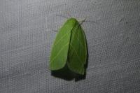 Bena bicolorana