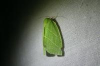 Bena bicolorana