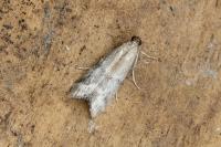 Ephestia