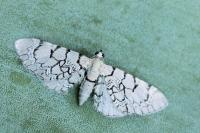 Eupithecia venosata