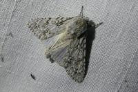 Acronicta aceris