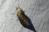 Galleria mellonella