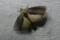 Galleria mellonella