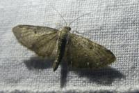 Eupithecia tripunctaria