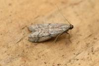 Ephestia woodiella/parasitella/elutella