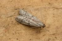 Ephestia woodiella/parasitella/elutella