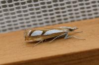 Catoptria gr. permutatellus