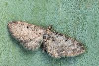 Eupithecia subfuscata