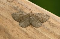 Philereme vetulata