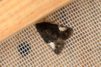Aedia funesta
